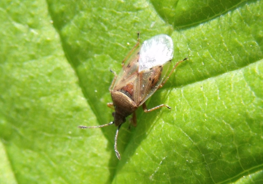 Kleidocerys resedae - nyírbodobács
