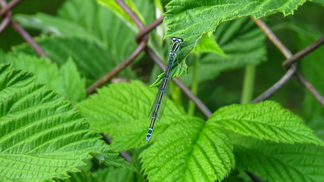 Coenagrion puella - azúrkék légivadász