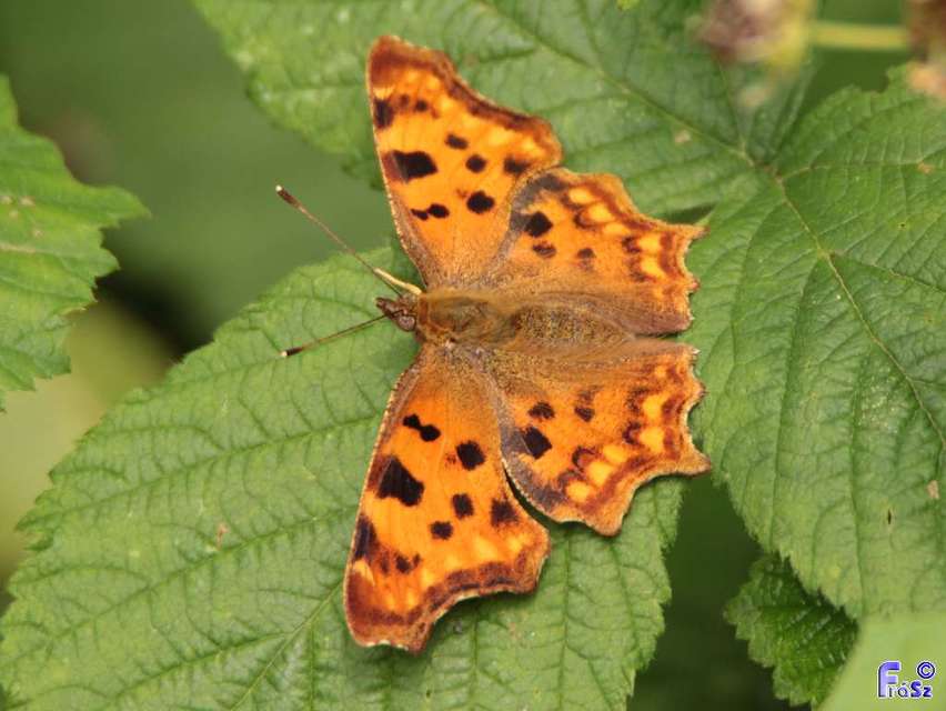 Nymphalis c-album - C-betűs lepke