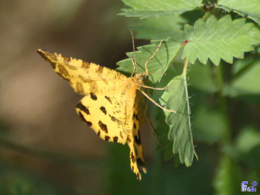 Pseudopanthera macularia - párducfoltos araszoló
