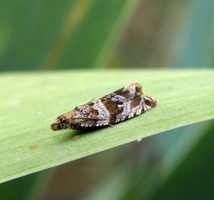 Celypha cespitana - mezei tükrösmoly