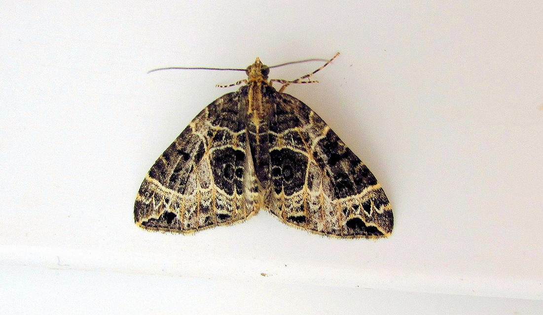 Ecliptopera silaceata - barna tarkaaraszoló