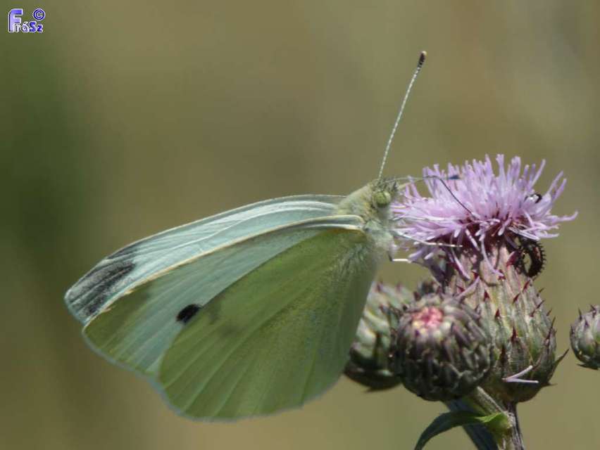 Pieris rapae - répalepke