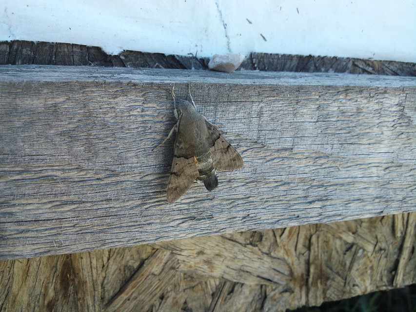 Macroglossum stellatarum - kacsafarkú szender
