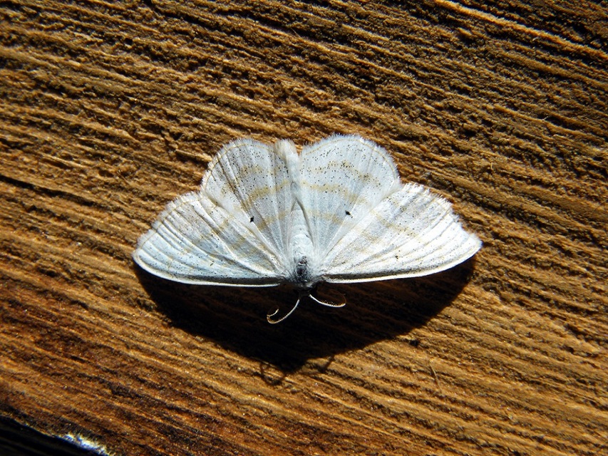 Scopula caricaria - mocsári fehéraraszoló