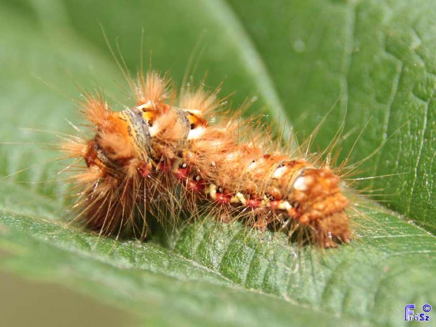 Acronicta rumicis - sóska-szigonyosbagoly Acronicta rumicis - sóska-szigonyosbagoly