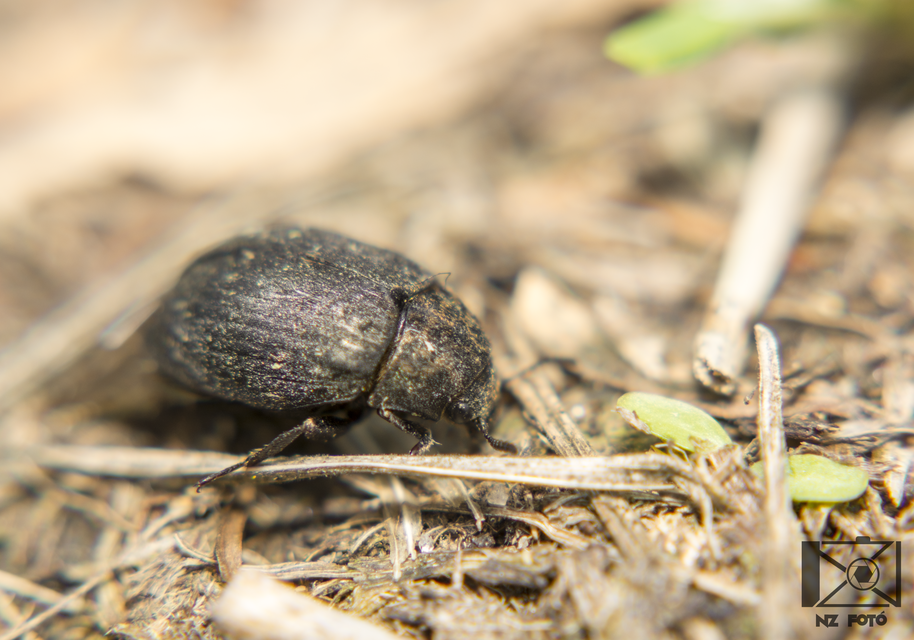 Byrrhus pilula - közönséges labdacsbogár