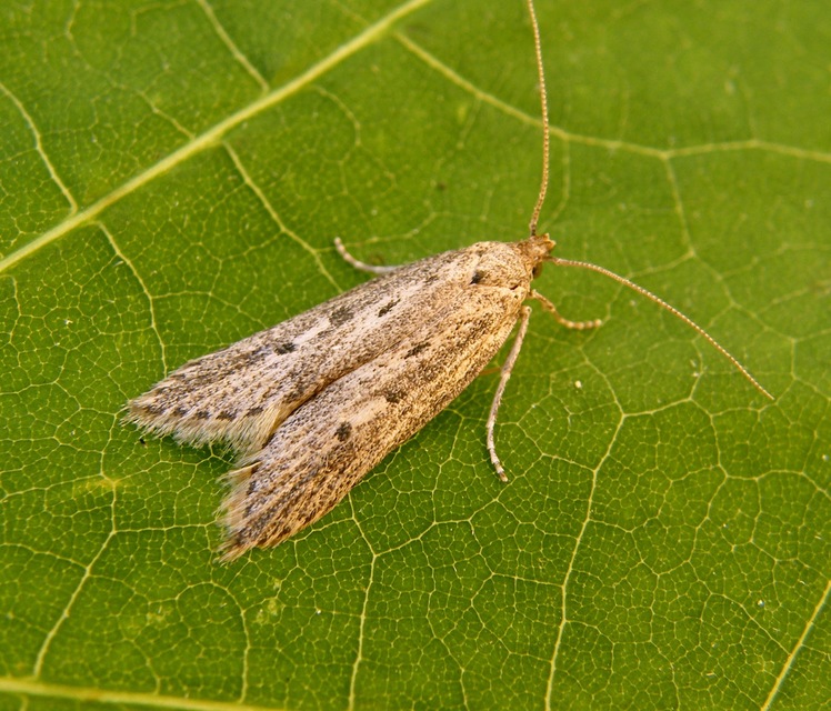Atremaea lonchoptera - magyar nádmoly