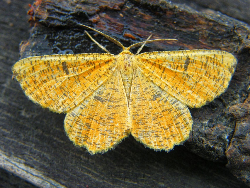 Angerona prunaria - sárga kökényaraszoló