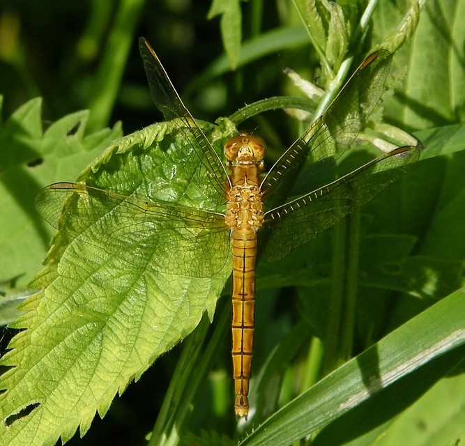 Orthetrum coerulescens - karcsú pásztorszitakötő