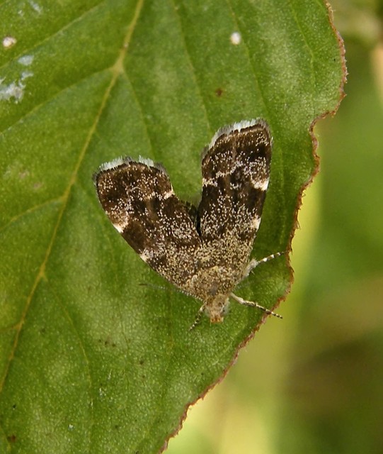 Anthophila fabriciana - lápréti levélmoly