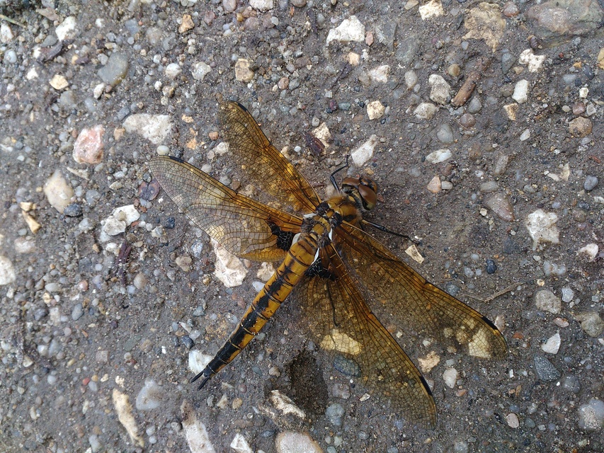 Epitheca bimaculata - kétfoltos sárkányszitakötő