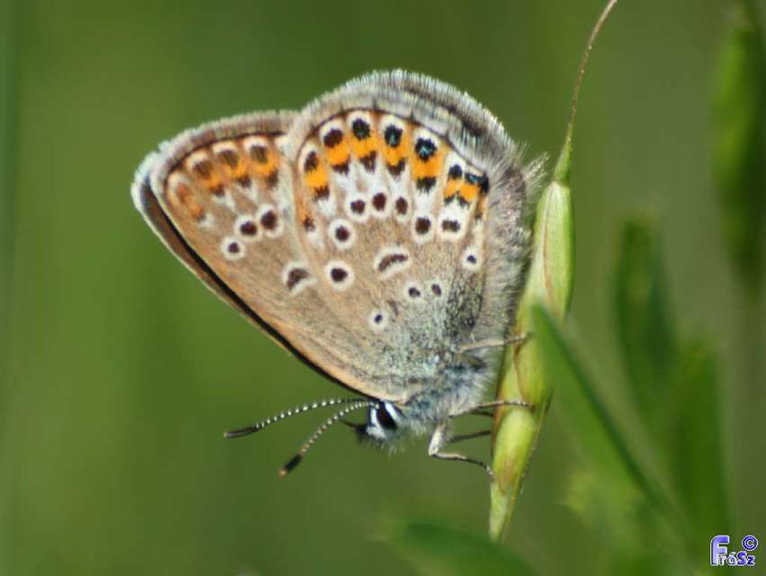Plebejus argus - ezüstös boglárka