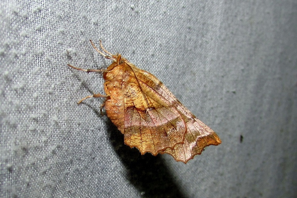 Selenia dentaria - kétfoltos holdasaraszoló