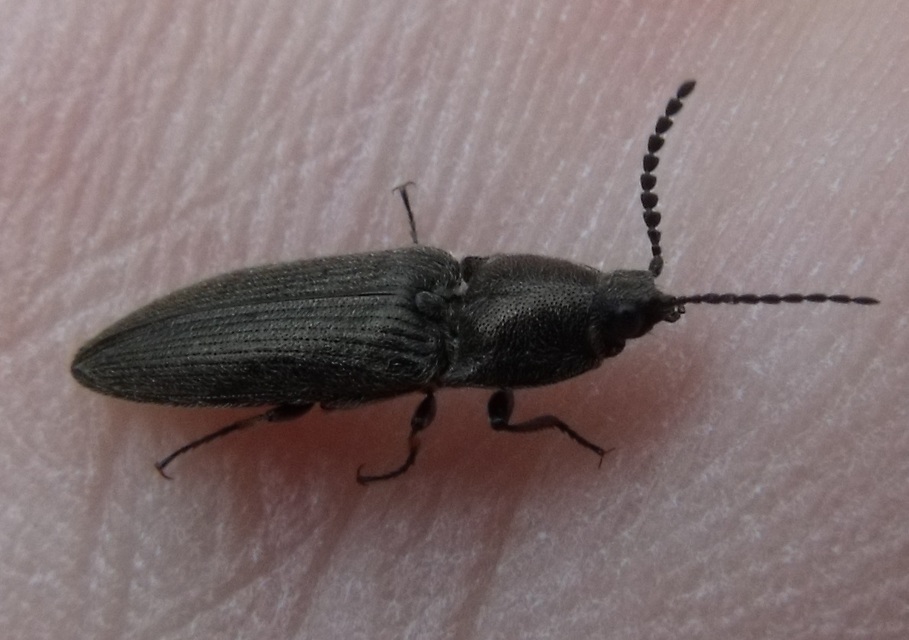 Cidnopus pilosus - szőrös pattanó