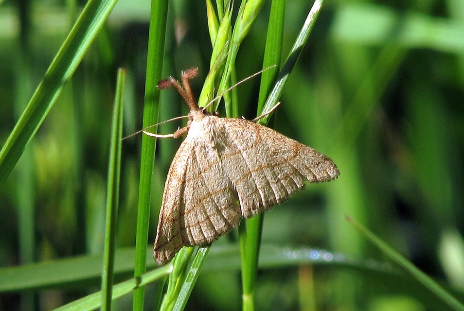 Polypogon tentacularia - sötétaljú karcsúbagoly