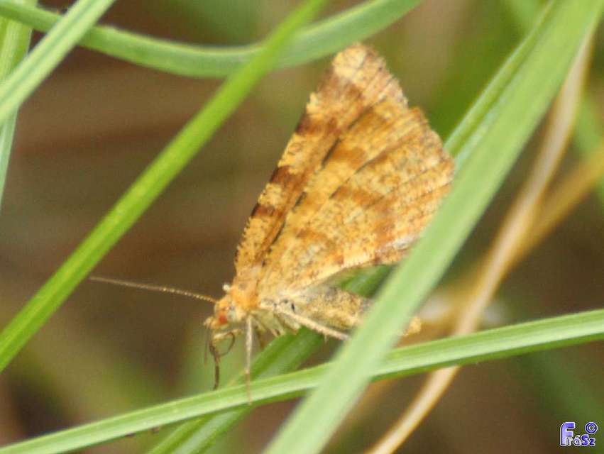 Macaria brunneata - okkermintás hegyiaraszoló
