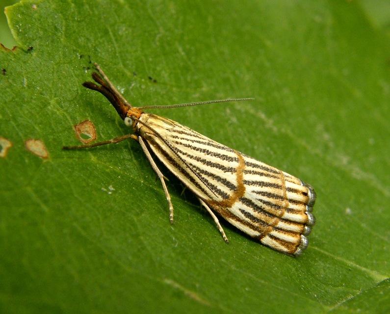 Chrysocramboides craterella - rácsos fűgyökérmoly