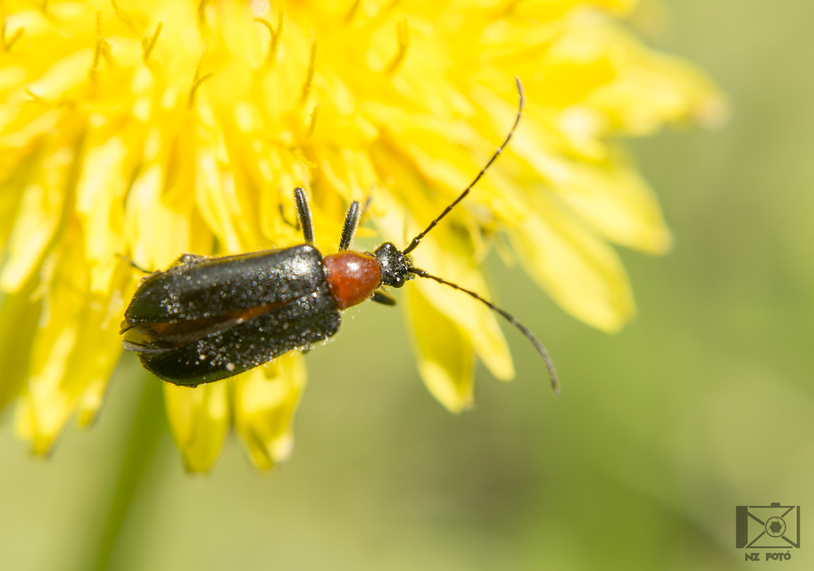 Dinoptera collaris - vörösnyakú virágcincér