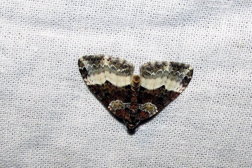 Euphyia unangulata - fogassávú tarkaaraszoló