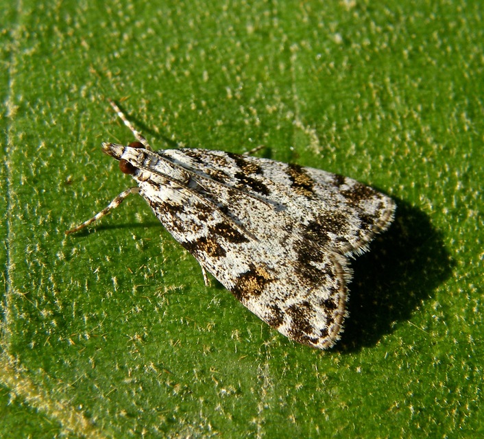 Scopariinae