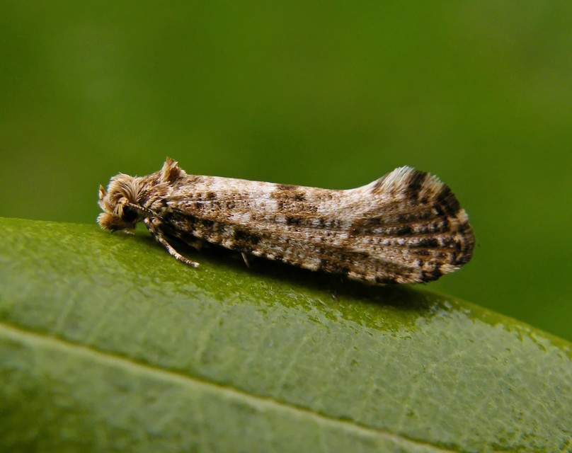Morophaga choragella - közönséges óriásmoly
