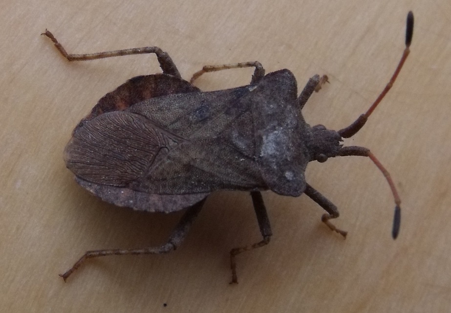 Coreus marginatus - közönséges karimáspoloska