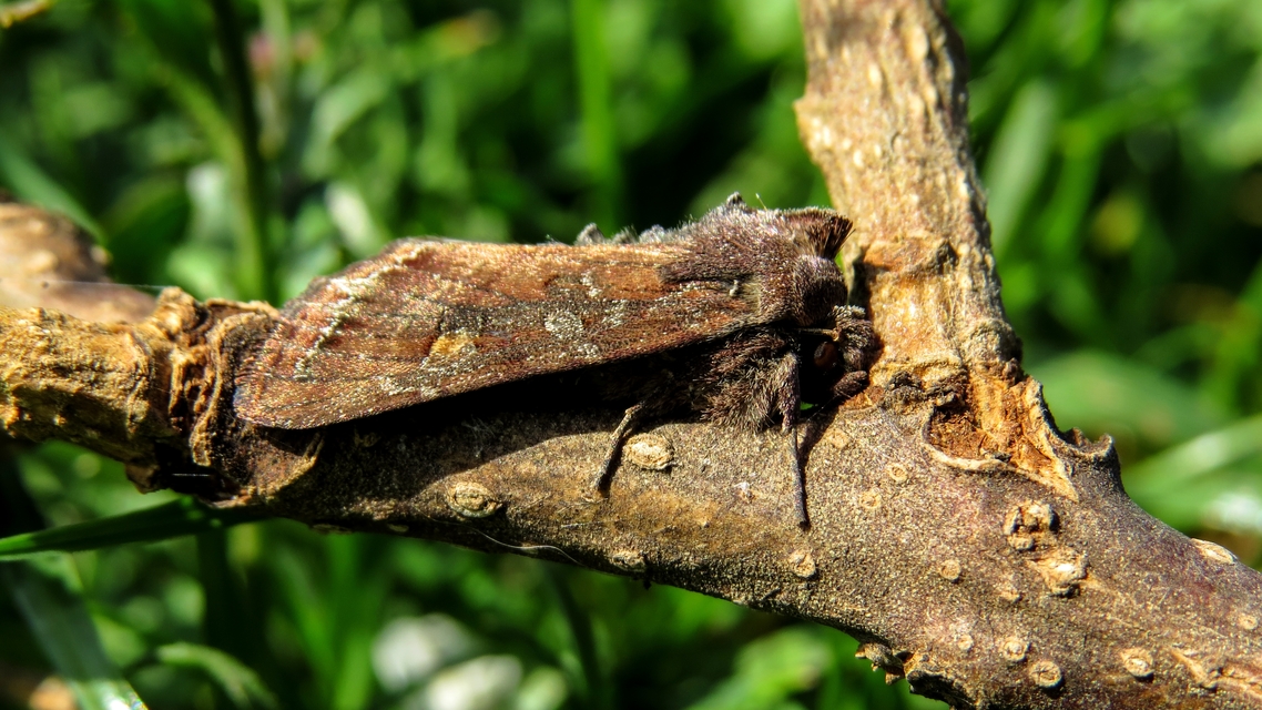 Lacanobia oleracea - saláta-kertibagoly