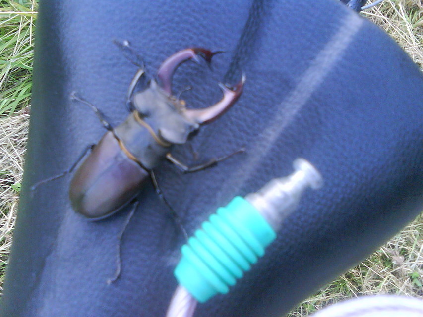 Lucanus cervus - nagy szarvasbogár