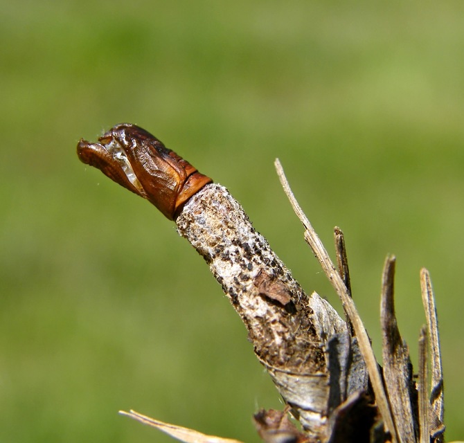 Canephora hirsuta - kormos zsákhordólepke