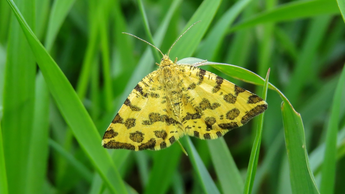 Pseudopanthera macularia - párducfoltos araszoló