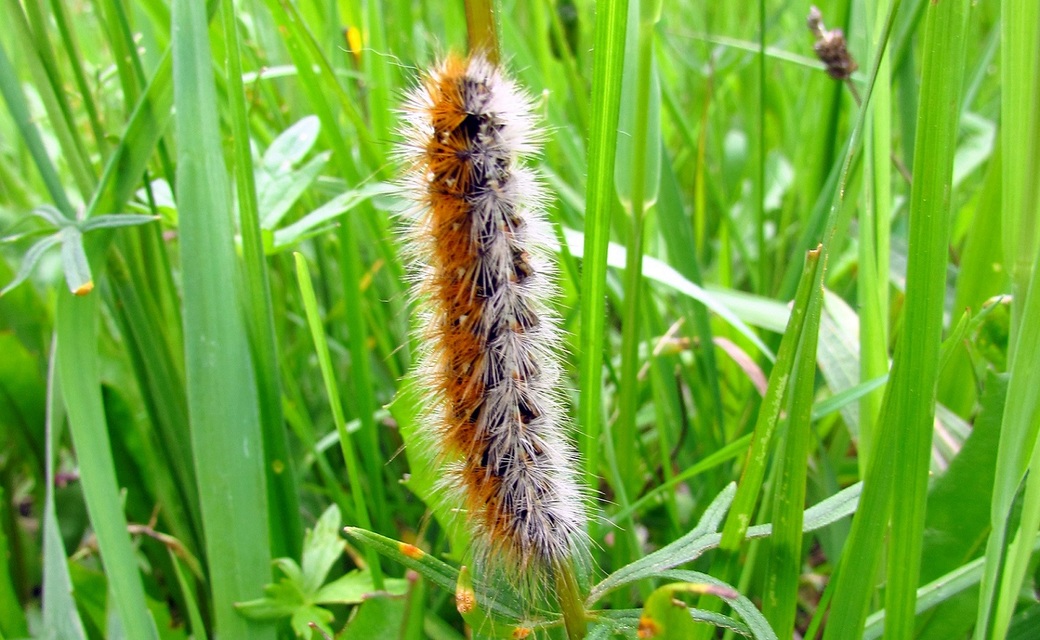 Rhyparia purpurata - bíborszínű medvelepke