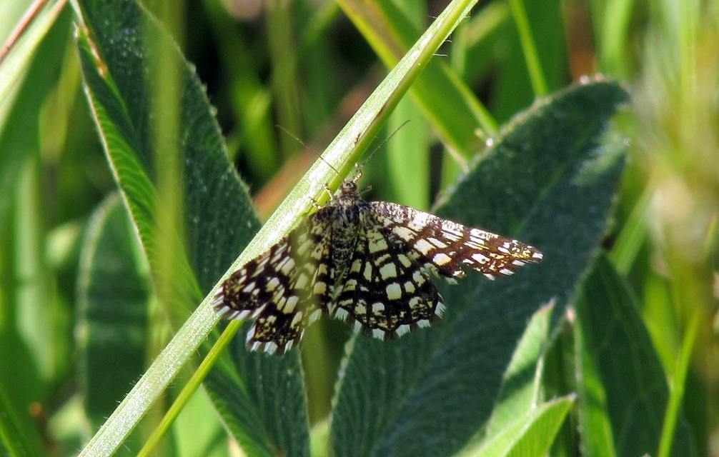 Chiasmia clathrata - rácsos rétiaraszoló