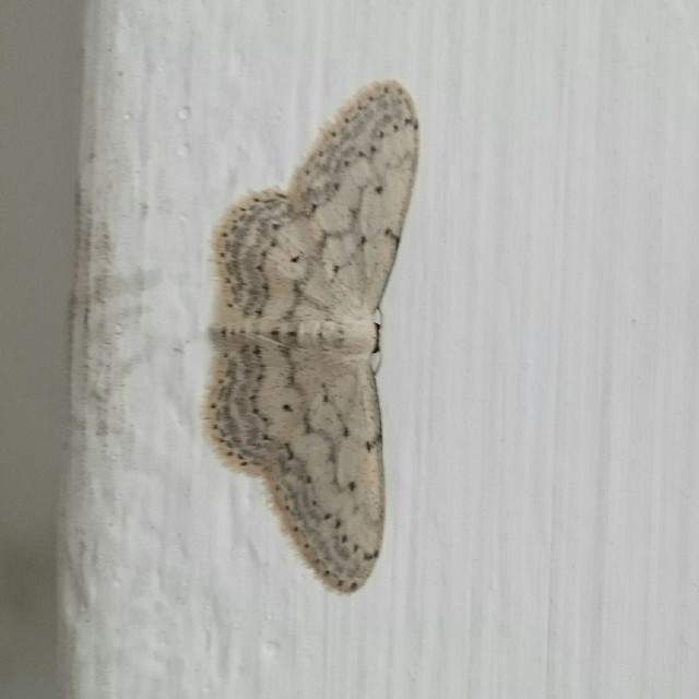 Idaea seriata - szürke apróaraszoló