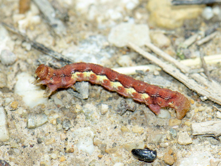Erannis defoliaria - nagy téliaraszoló
