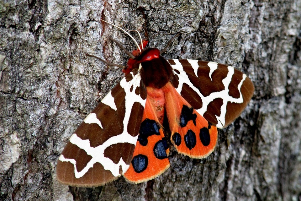 Arctia caja - közönséges medvelepke
