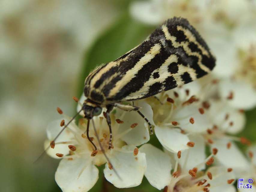 Emmelia trabealis - zebrabagoly