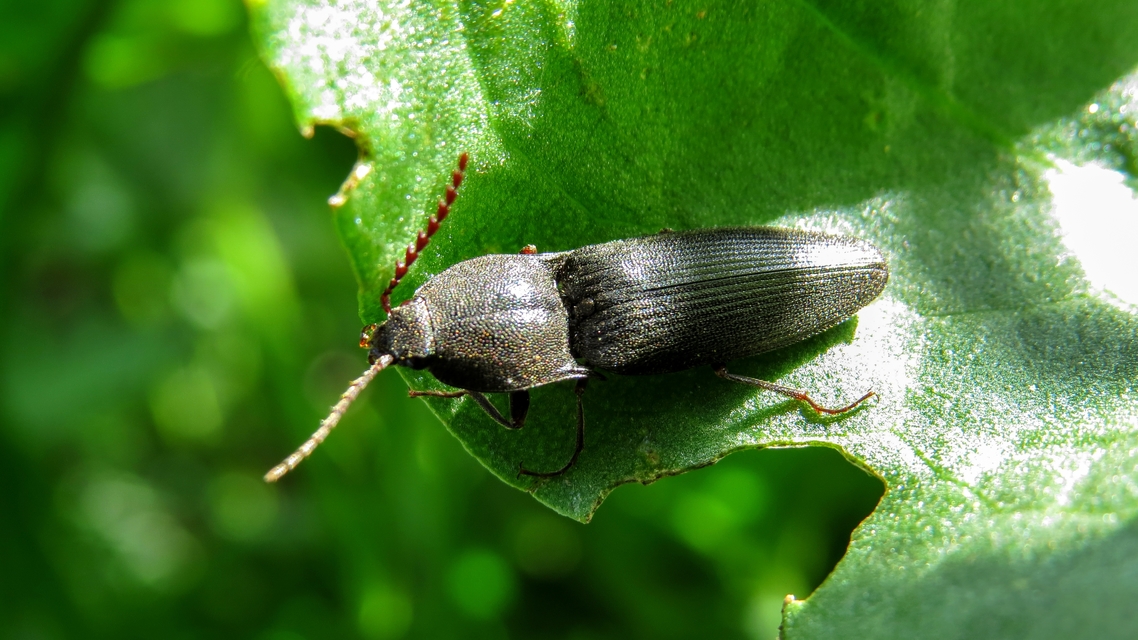 Neopristilophus insitivus - lapos pattanó