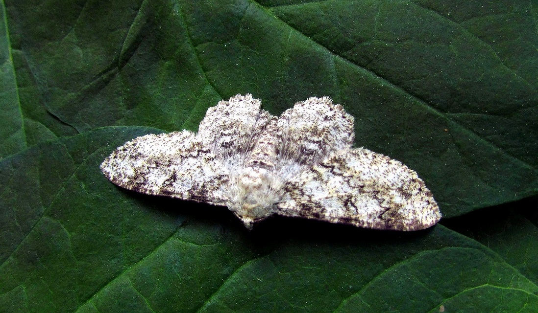 Ascotis selenaria - holdas faaraszoló