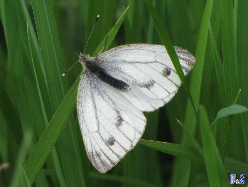 Pieris napi - repcelepke