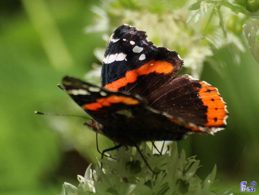 Vanessa atalanta - atalantalepke