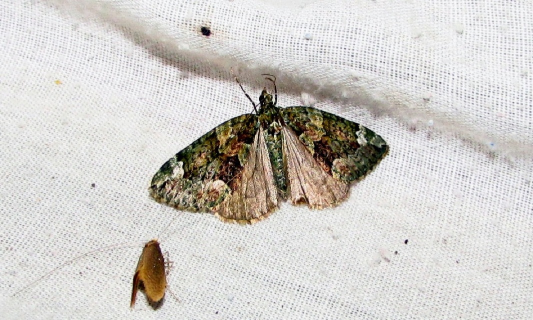 Chloroclysta siterata - salátazöld araszoló