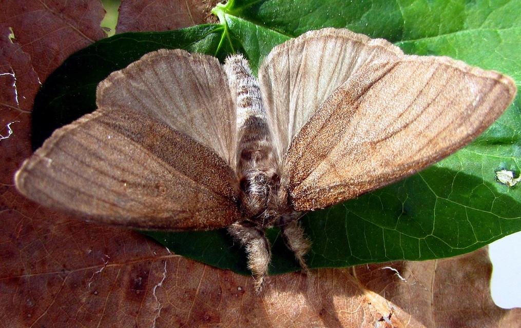 Calliteara pudibunda - hamvasszövő