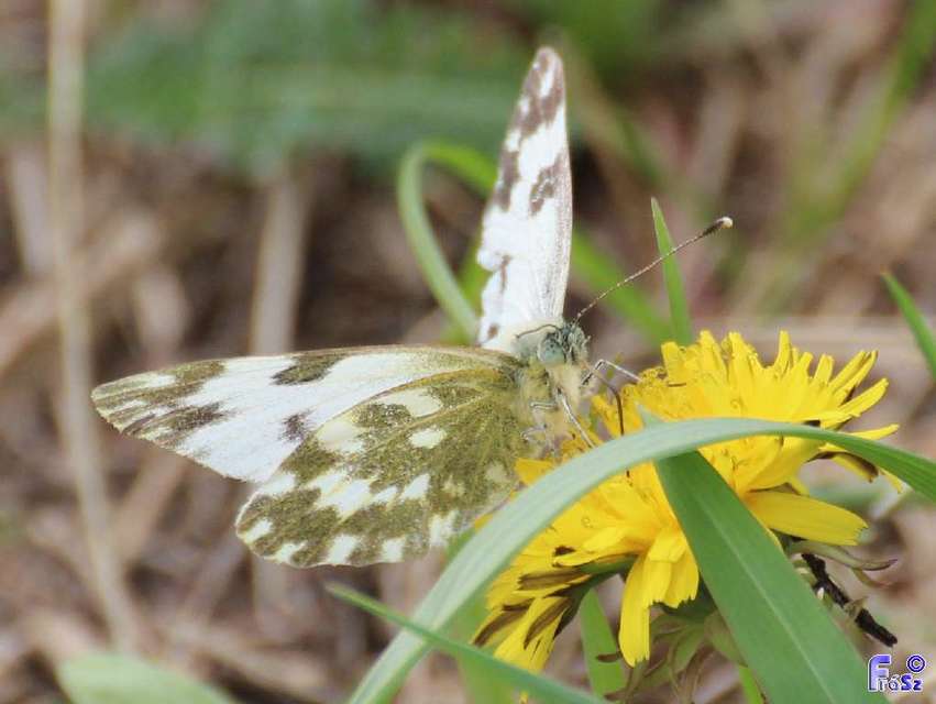 Pontia edusa - rezedalepke