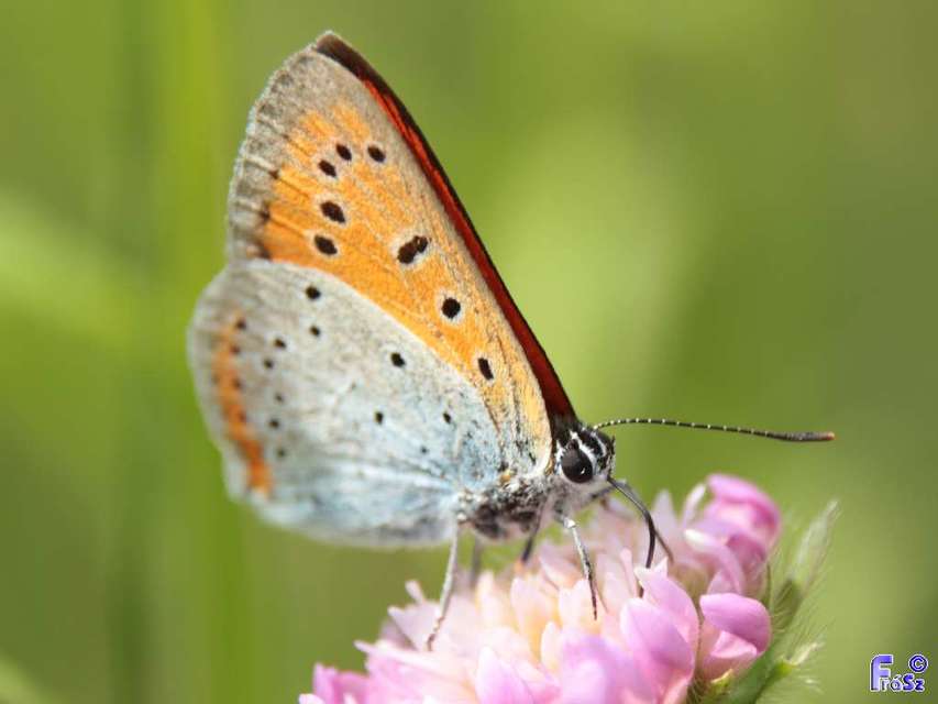 Lycaena dispar rutilus - nagy tűzlepke