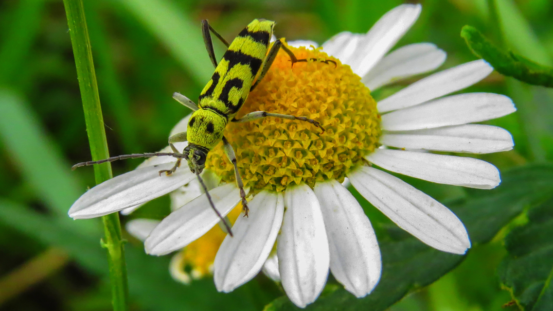 Chlorophorus varius - díszes darázscincér Chlorophorus varius - díszes darázscincér