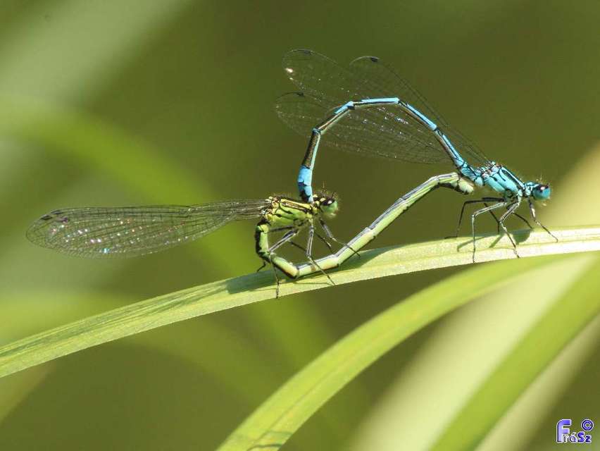 Coenagrion puella - azúrkék légivadász