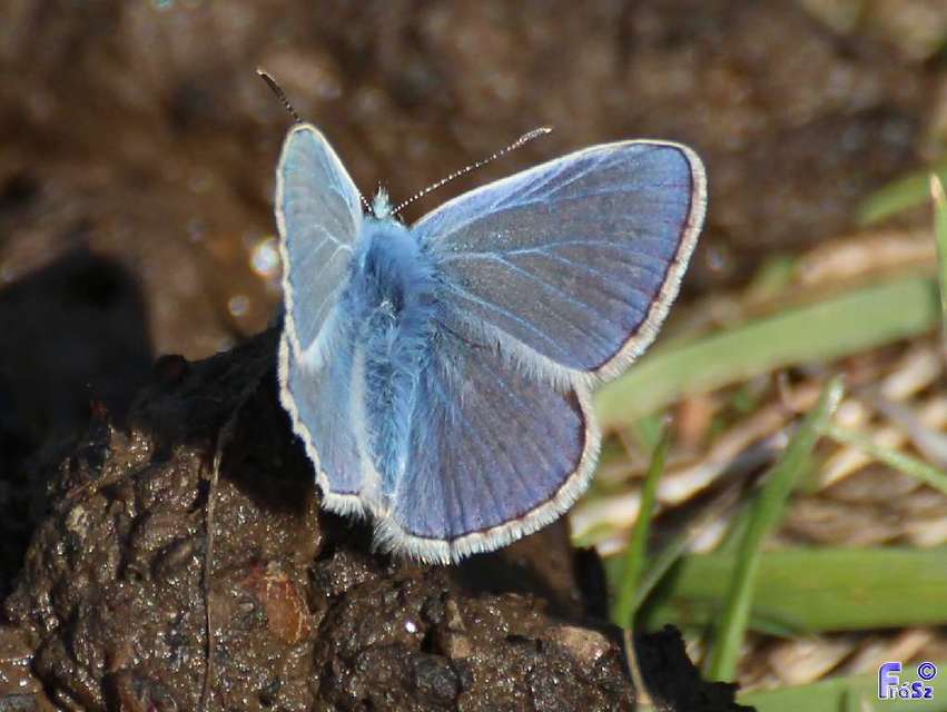 Polyommatus icarus - közönséges boglárka