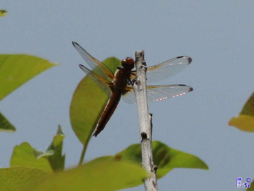 Libellula fulva - kisfoltos laposacsa