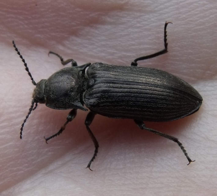 Selatosomus latus - széles pattanó